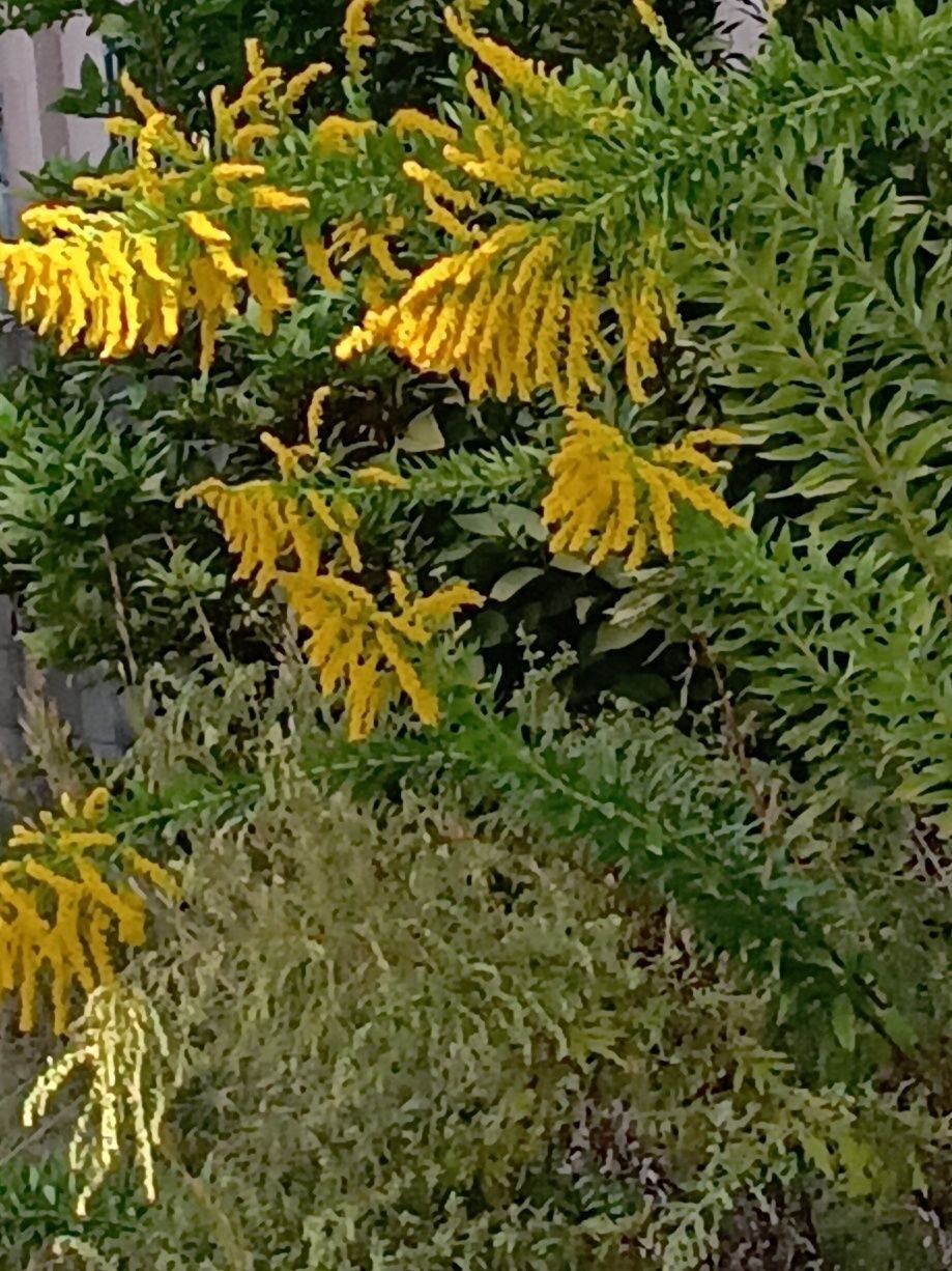 この植物はセイタカアワダチソウ（背高泡立草）です。