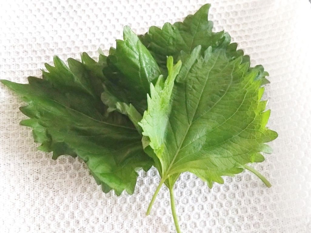 『しおれた大葉』捨てちゃダメ！⇨逆にカピカピに乾燥させる！？目からウロコの裏ワザに注目