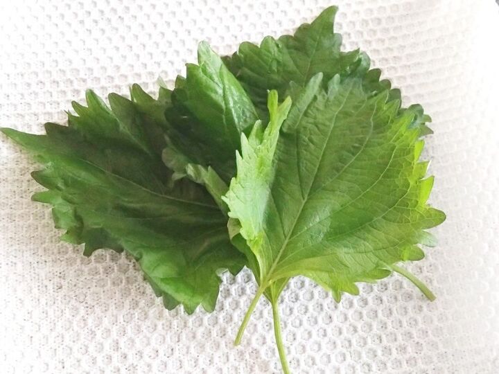 『しおれた大葉』捨てちゃダメ!⇨逆にカピカピに乾燥させる!?目からウロコの裏ワザに注目