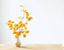 【2025年11月の幸運カレンダー】幸運日が多くてうれしい11月！それぞれの日の意味を知って幸運を呼び寄せよう♪