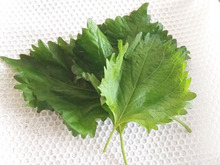 『しおれた大葉』捨てちゃダメ！⇨逆にカピカピに乾燥させる！？目からウロコの裏ワザに注目