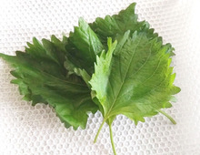 『しおれた大葉』捨てちゃダメ！⇨逆にカピカピに乾燥させる！？目からウロコの裏ワザに注目