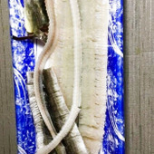 天然魚クエスト☆地元 兵庫県の魚を求めて街へGO☆