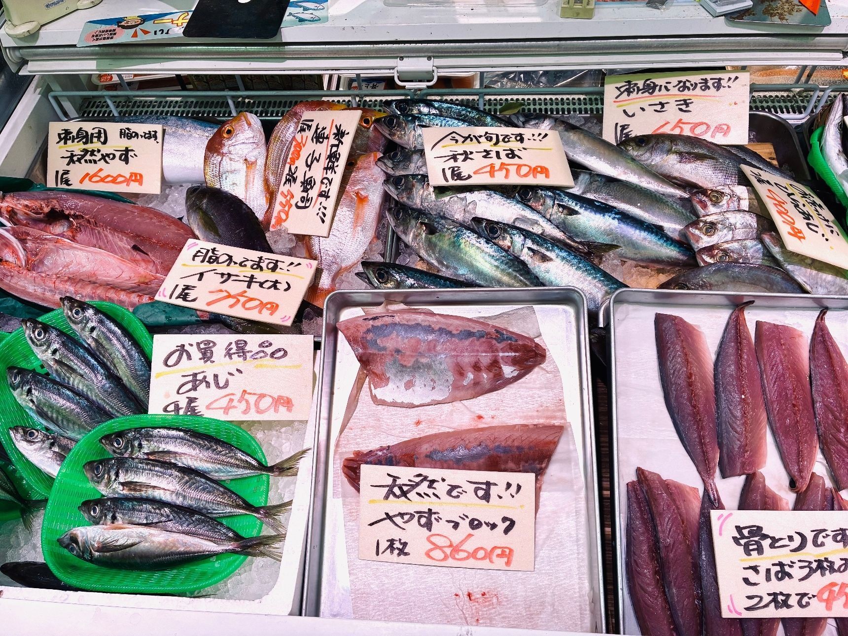 【天然魚クエスト】玄界灘って知ってる？！福岡で出会える魚を見てみてー！