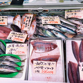 【天然魚クエスト】玄界灘って知ってる？！福岡で出会える魚を見てみてー！