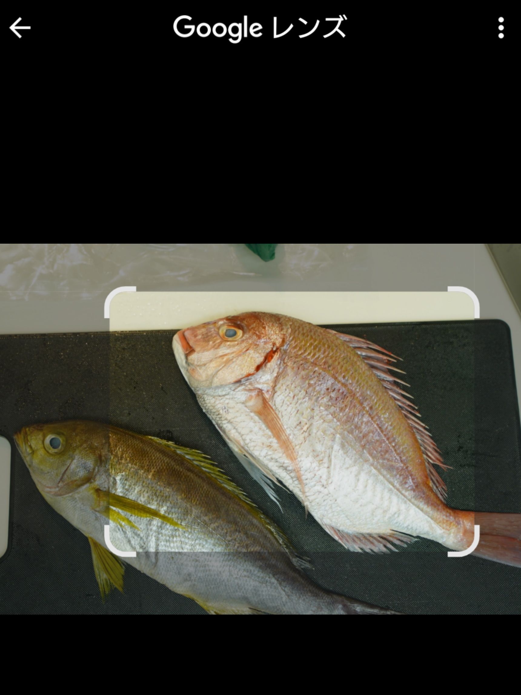 わからない魚はまずは調べる！