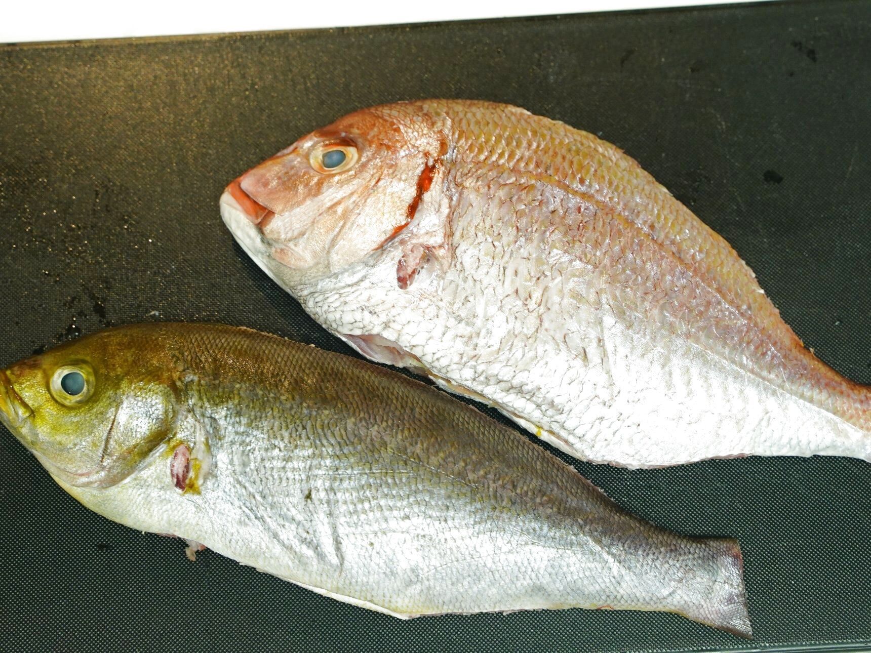 「イサキ」と「花鯛」ってどんな魚？