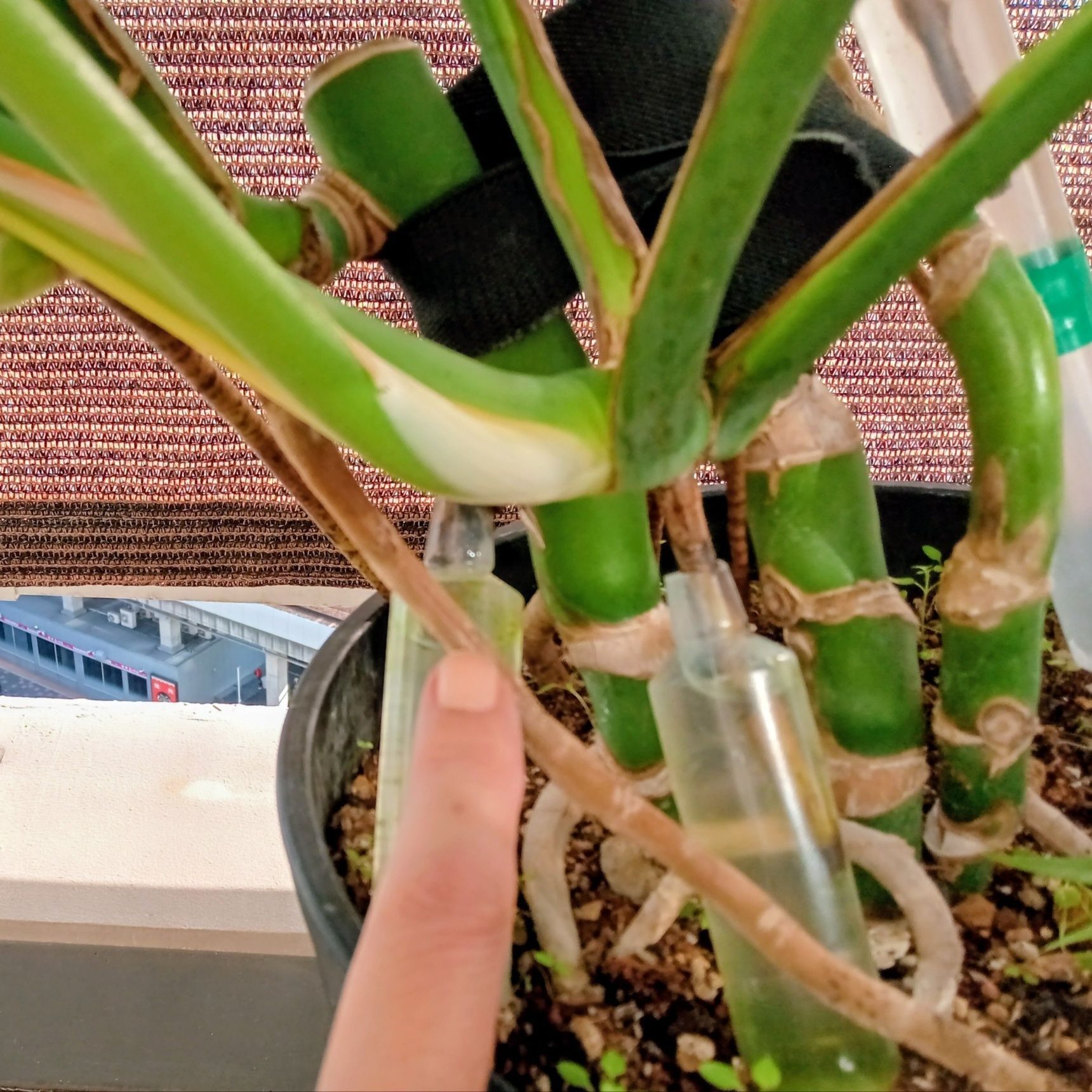 この根っこも、指で指してる部分までしかなかったけど