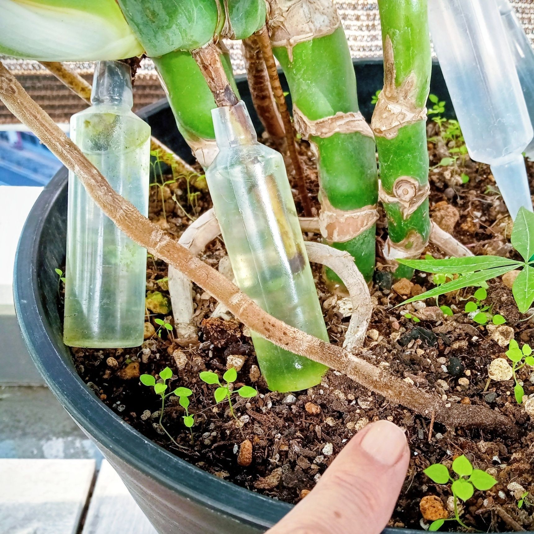 土に刺せるまで伸びたよ