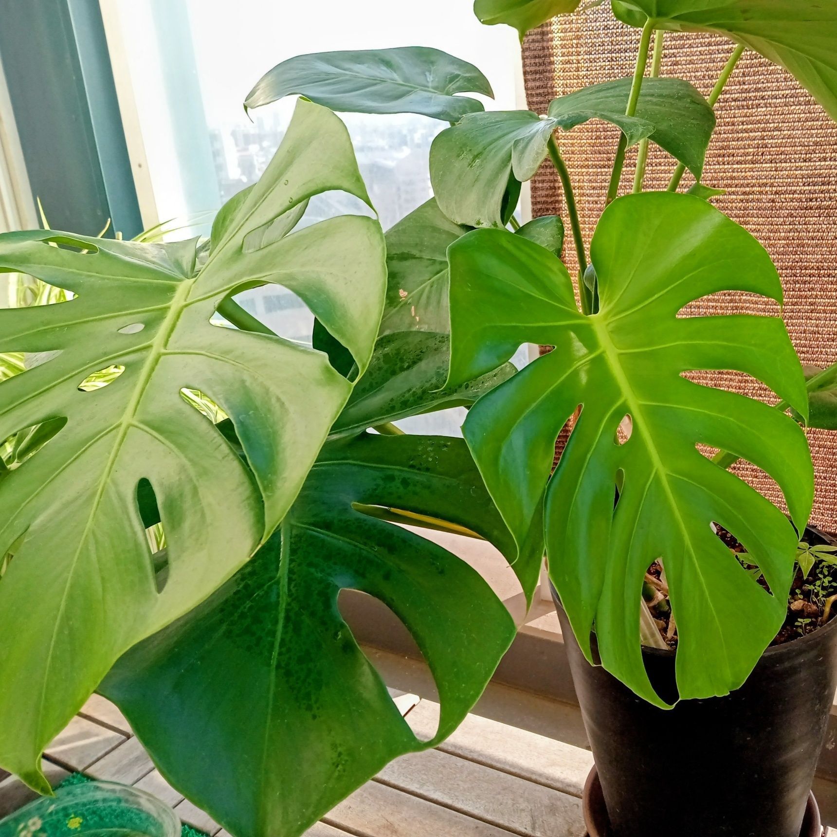 葉の色でわかると思うけど、鮮やかな緑の葉が浮いた根っこに水をあげてからの生え具合です