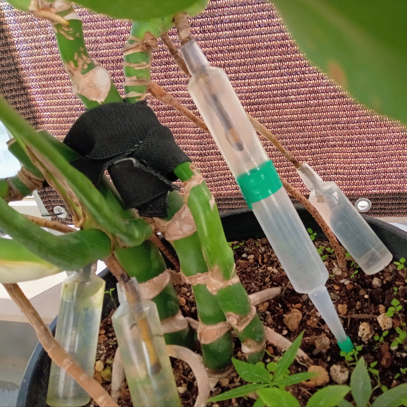 土に刺さる様に固定