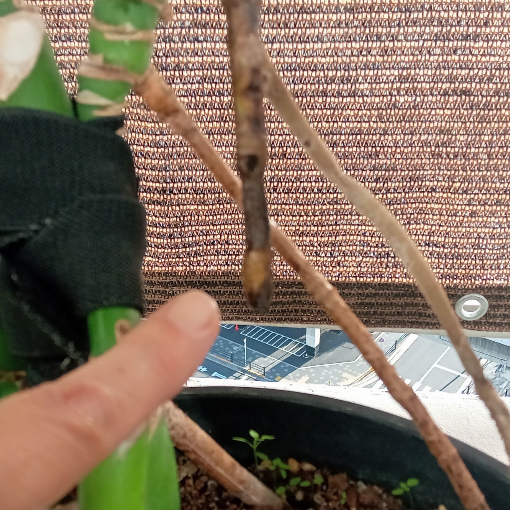 土に埋まらず、浮いている根っこ