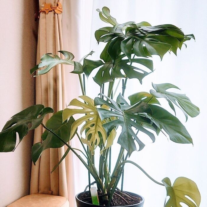 参考までに購入時はこんな立派なモンステラだったのよ