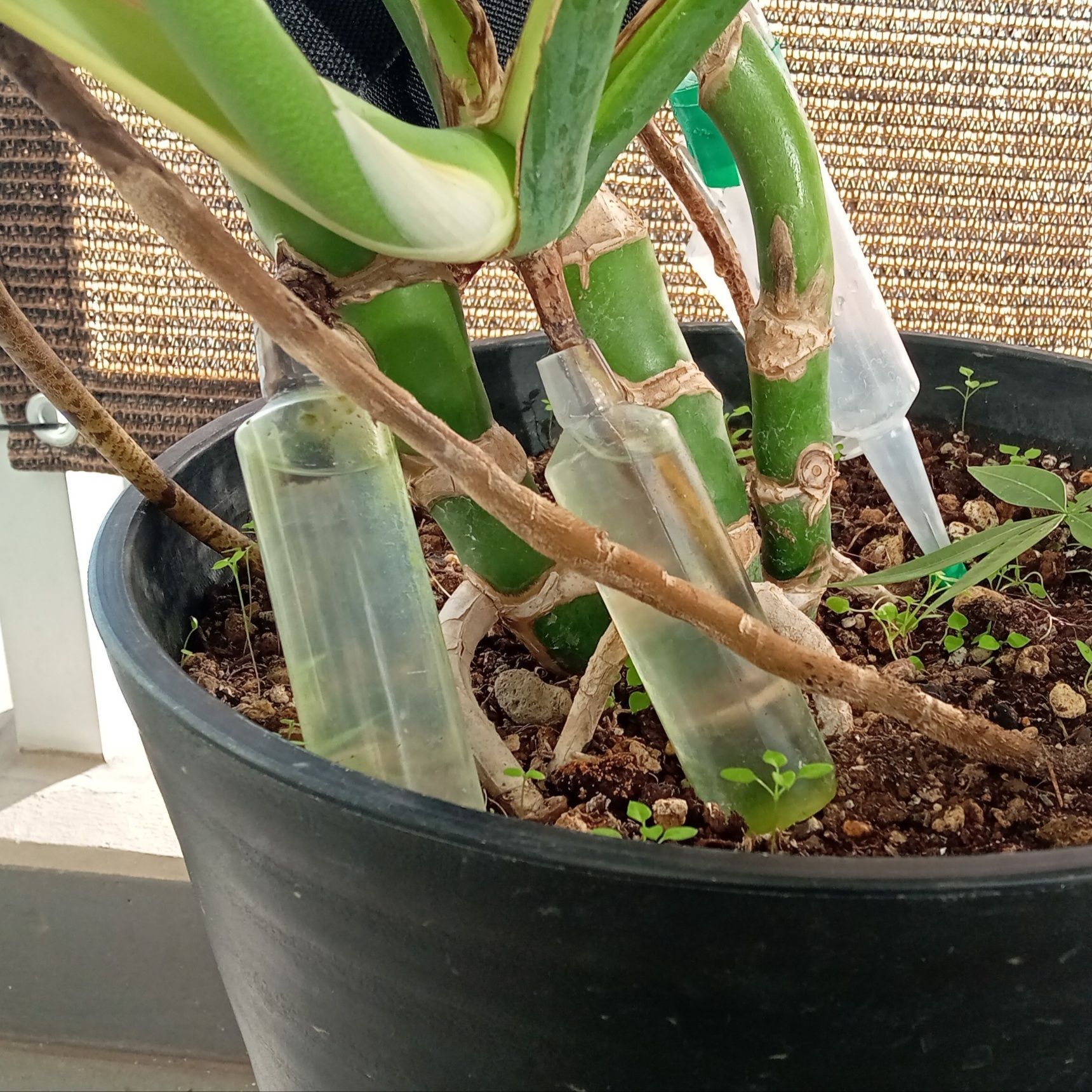 他の宙に浮いてる根っこも水に浸かるようにしたよ