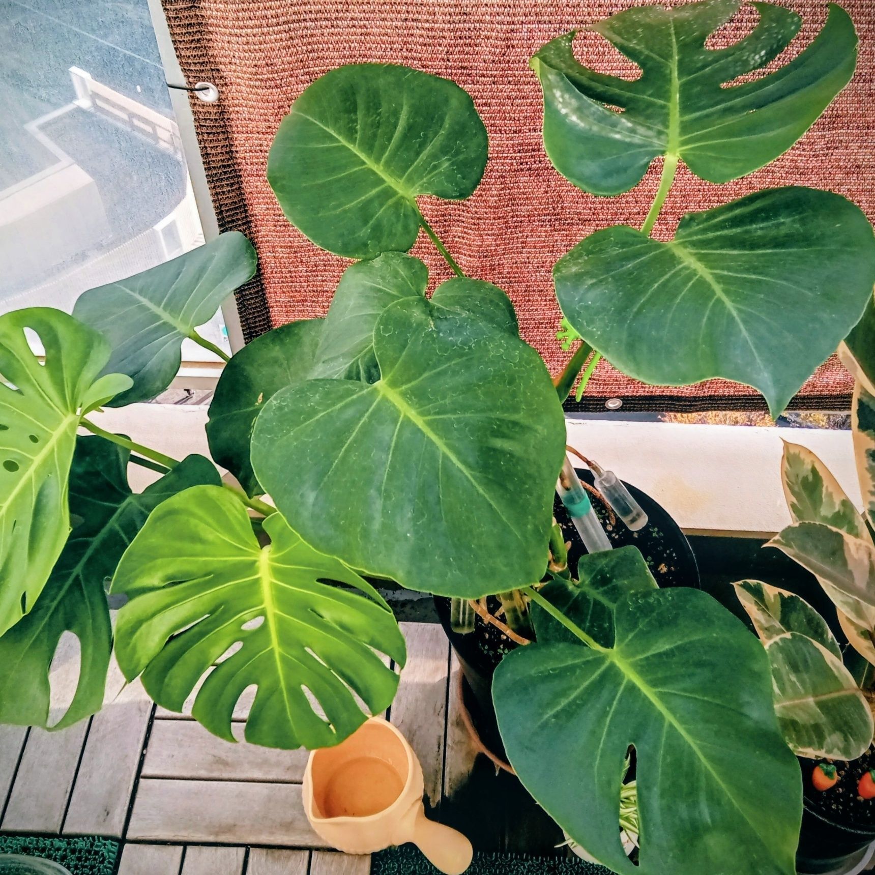 全体的な形は良くないけど、立派な葉でしょ