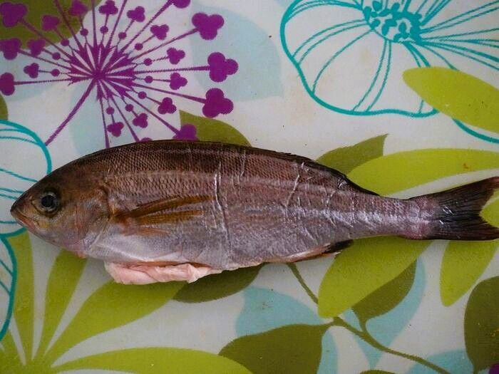 イサキはこんな魚です