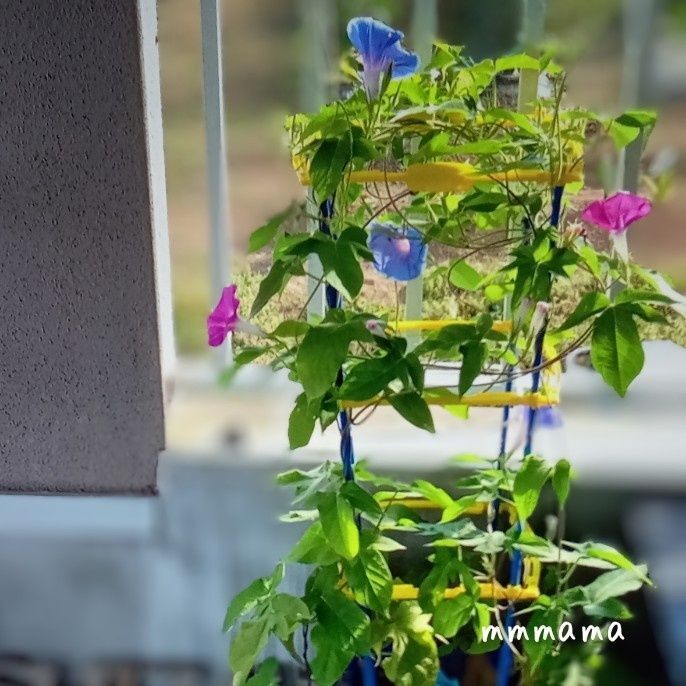 【娘が育てていた朝顔】