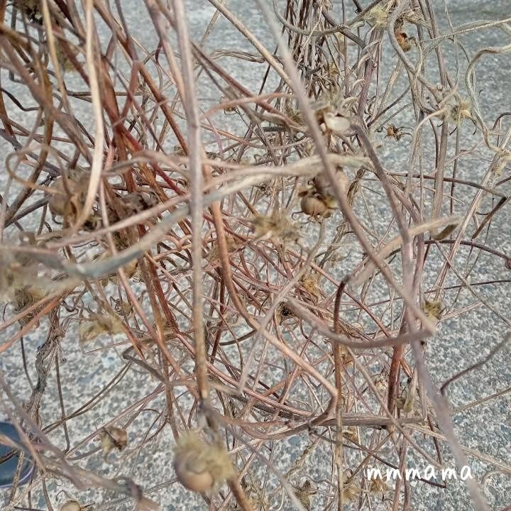 【リースの作り方】