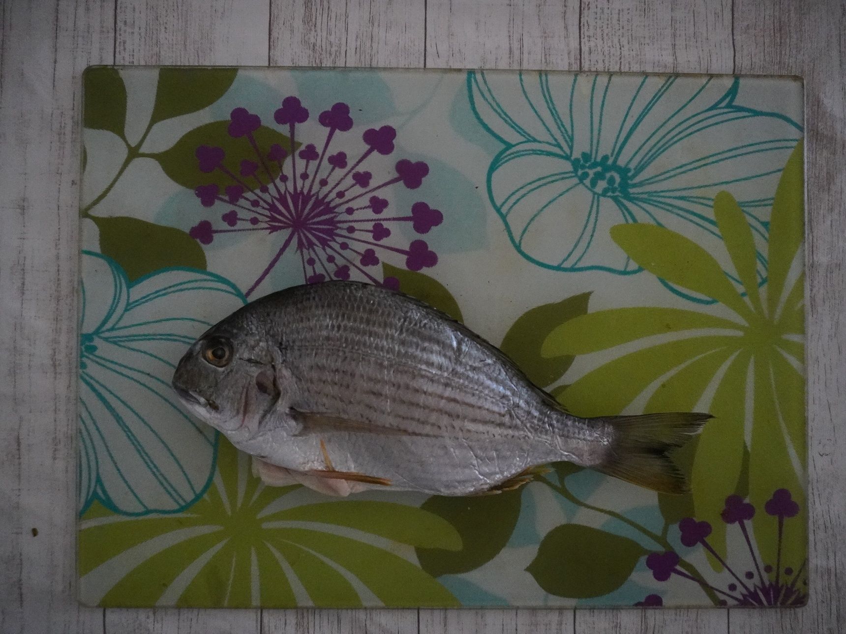 平鯛とはこんな魚です