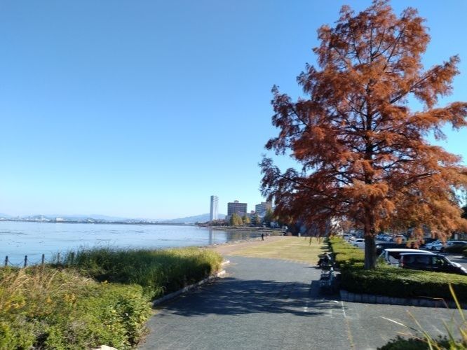 バードウォッチング