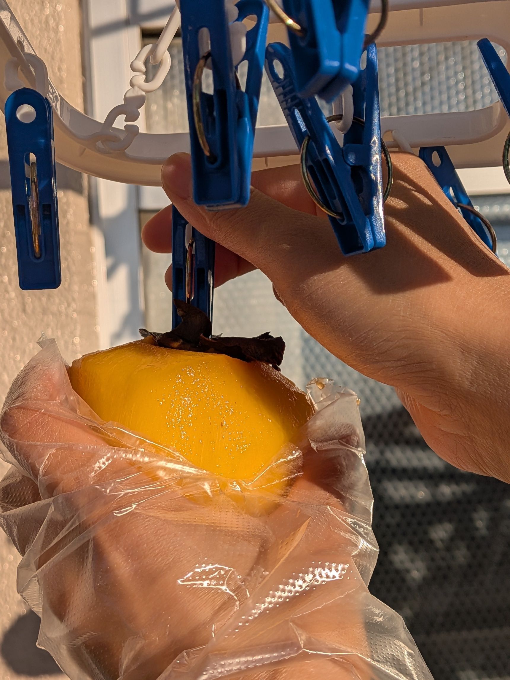 3. ザルにあげ、洗濯ピンチハンガーに柿を付ける。必ず間をあけて風通しをよくすること。