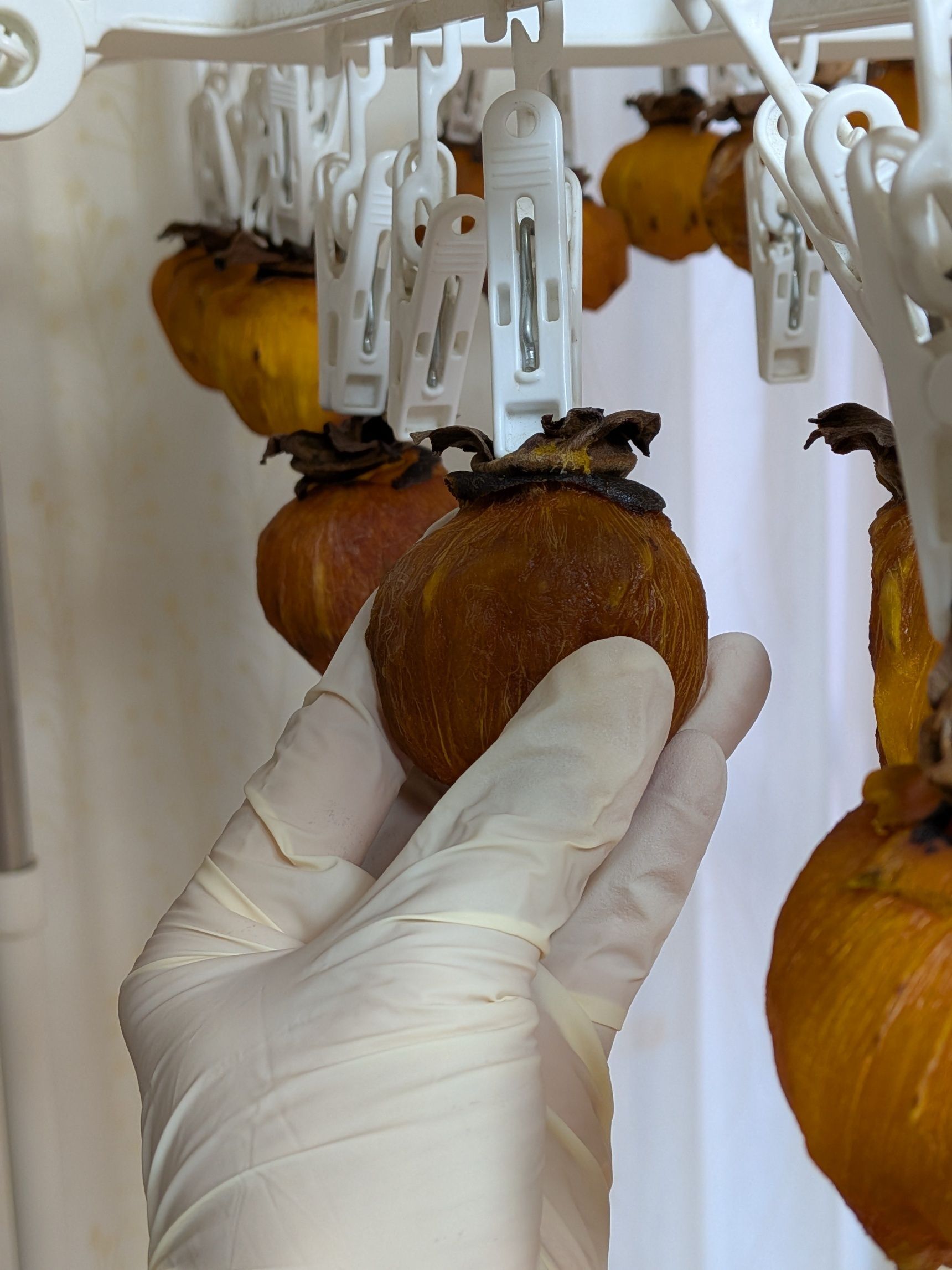 ＊食品用手袋をつけ、たまに柿をもみもみしてあげると柔らかくて更に美味しい干し柿になります。