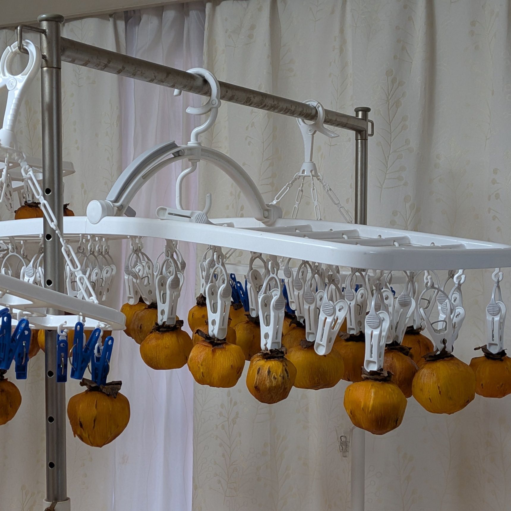 4. 夕方になったら家の中に入れる。次の日の朝になったらまた外に出して干す。