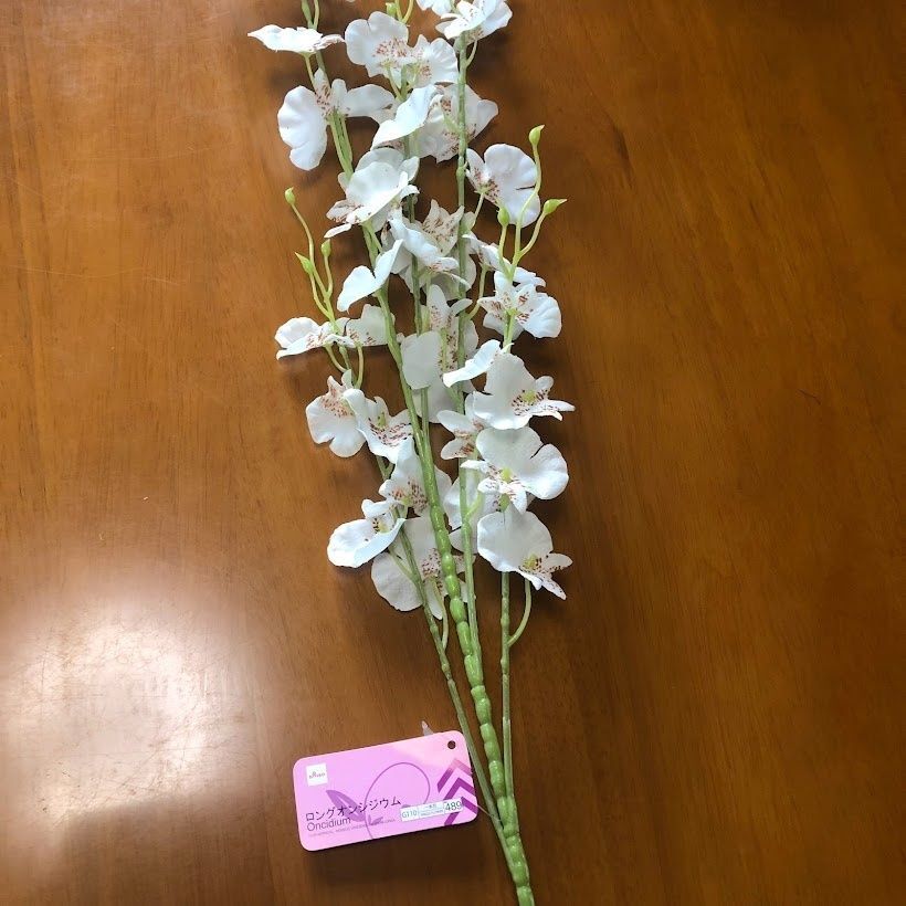 ロングオンシジウム