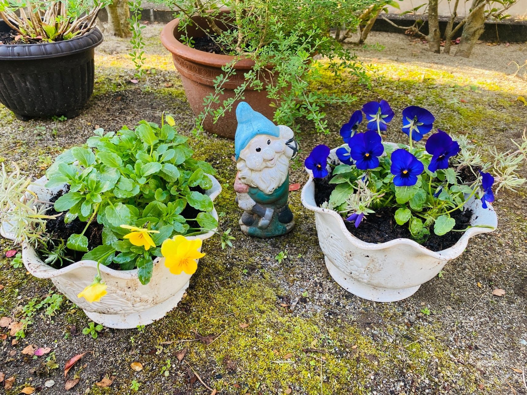 ガーデニング必見！冬越しと秋冬の衣替え