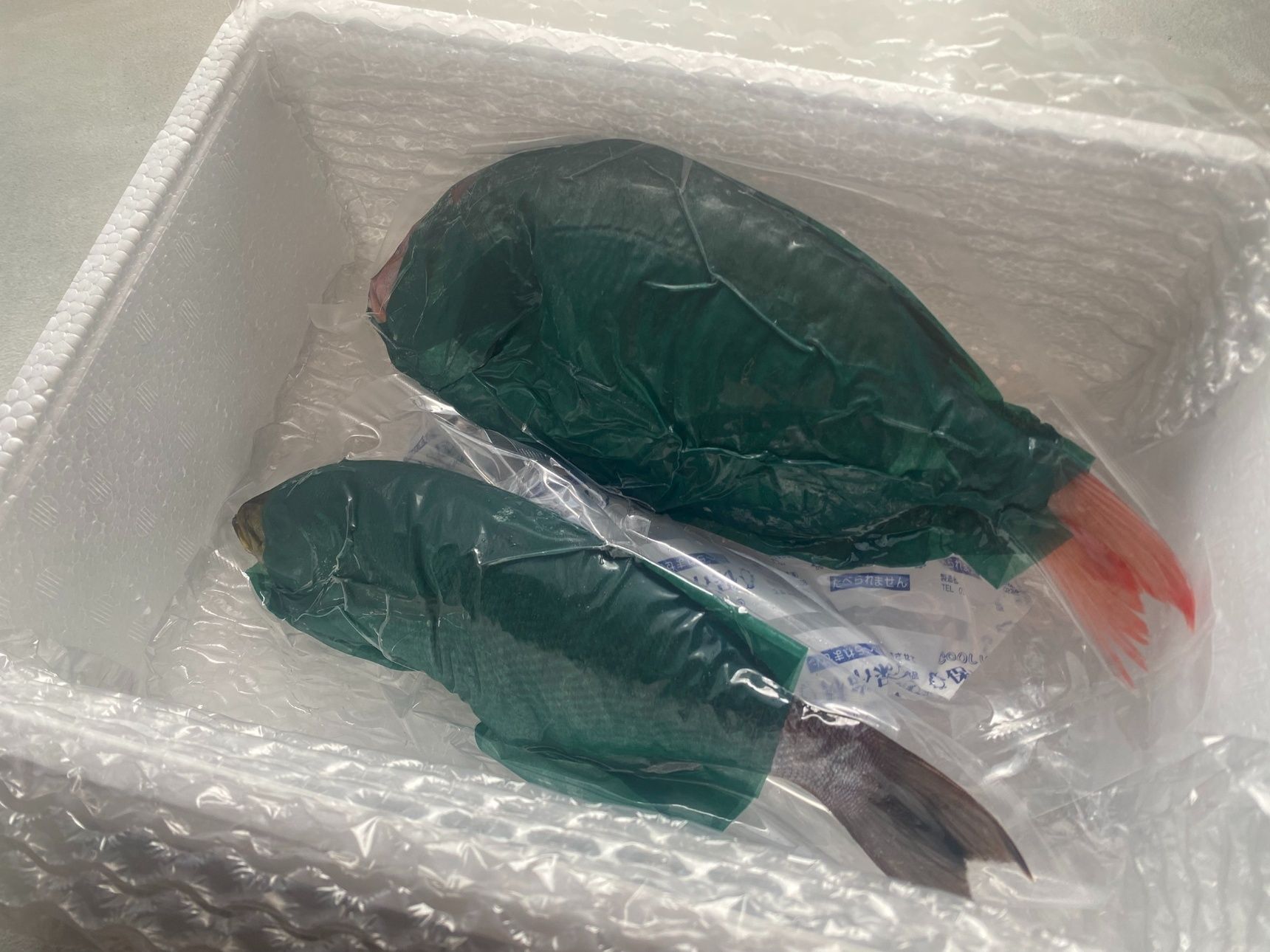 魚が届いた状態