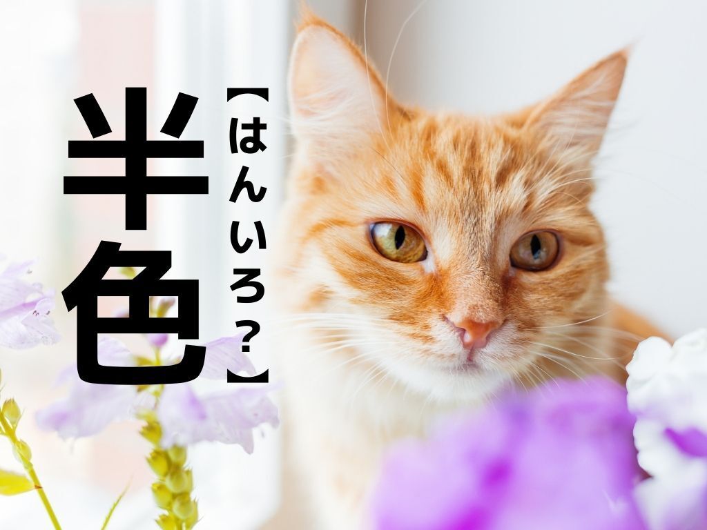 【半色】ってどんな色？英語だと「Crocus」色。ちなみに読み方は「はんいろ」ではありません【読めそうで読めない漢字クイズ】