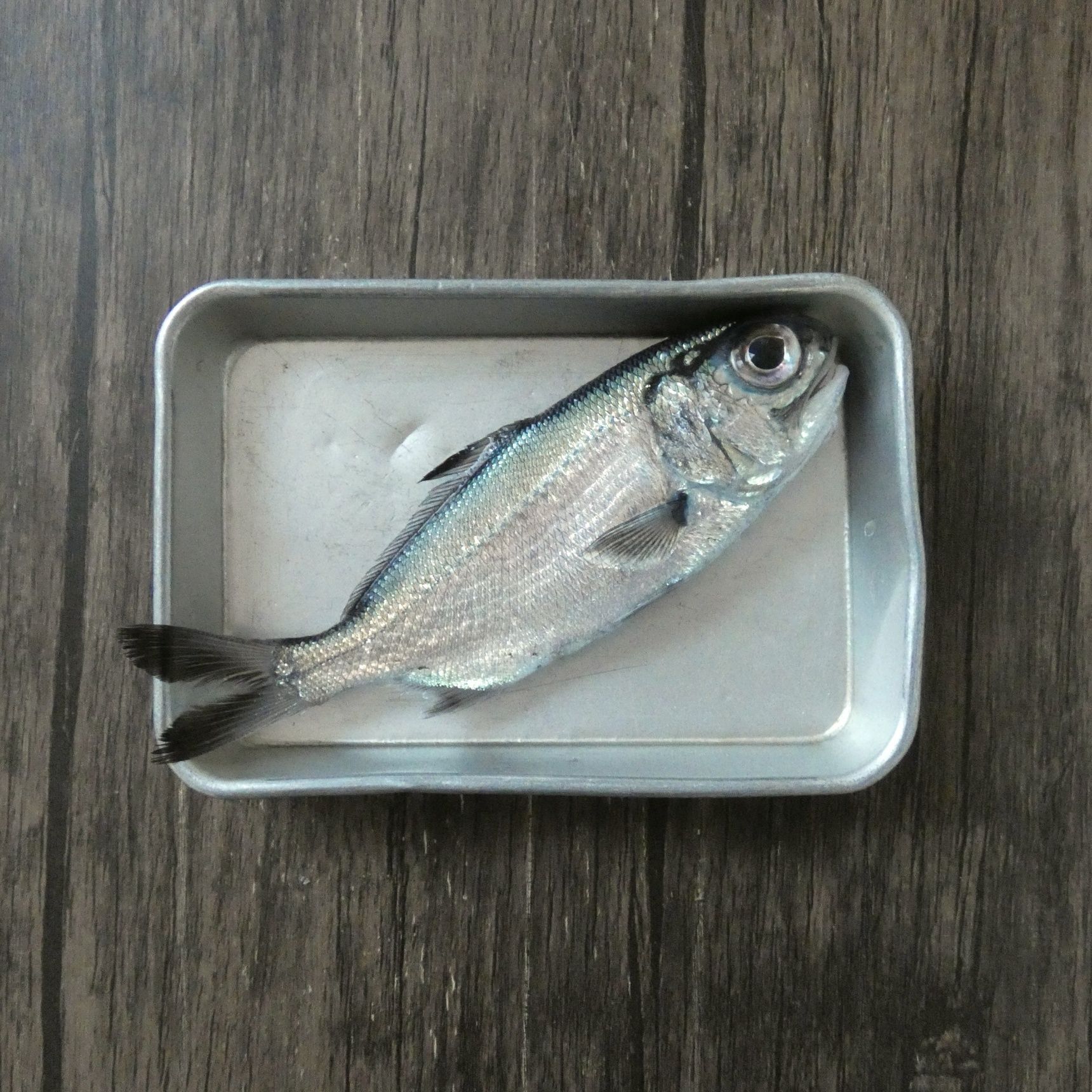 キンメダイとひと文字違いなのに全く別物？初めて食べる「ギンメダイの塩焼き」