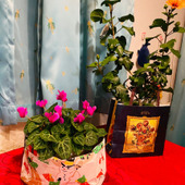 「紙袋で鉢カバー」植物の寒さ対策！保温にもなって素敵なインテリアに