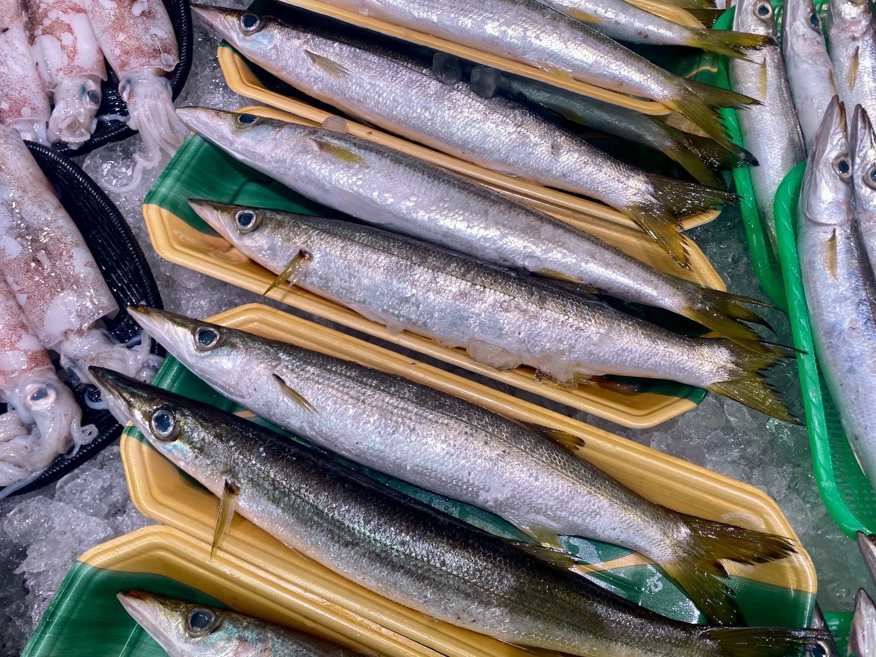 カマスについて