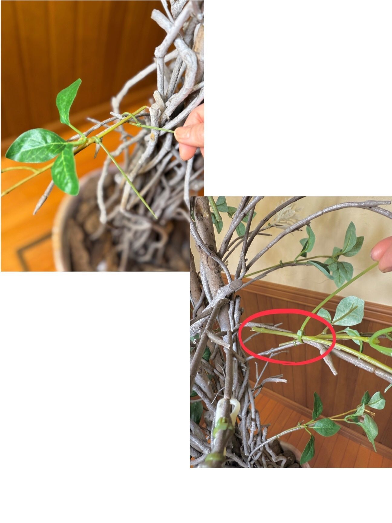 葉っぱを結束バンドでギュギュッと締める