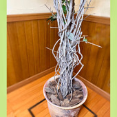 捨てなくてよかった！【100均で奇跡の復活】雨ざらしでボロボログリーンが…