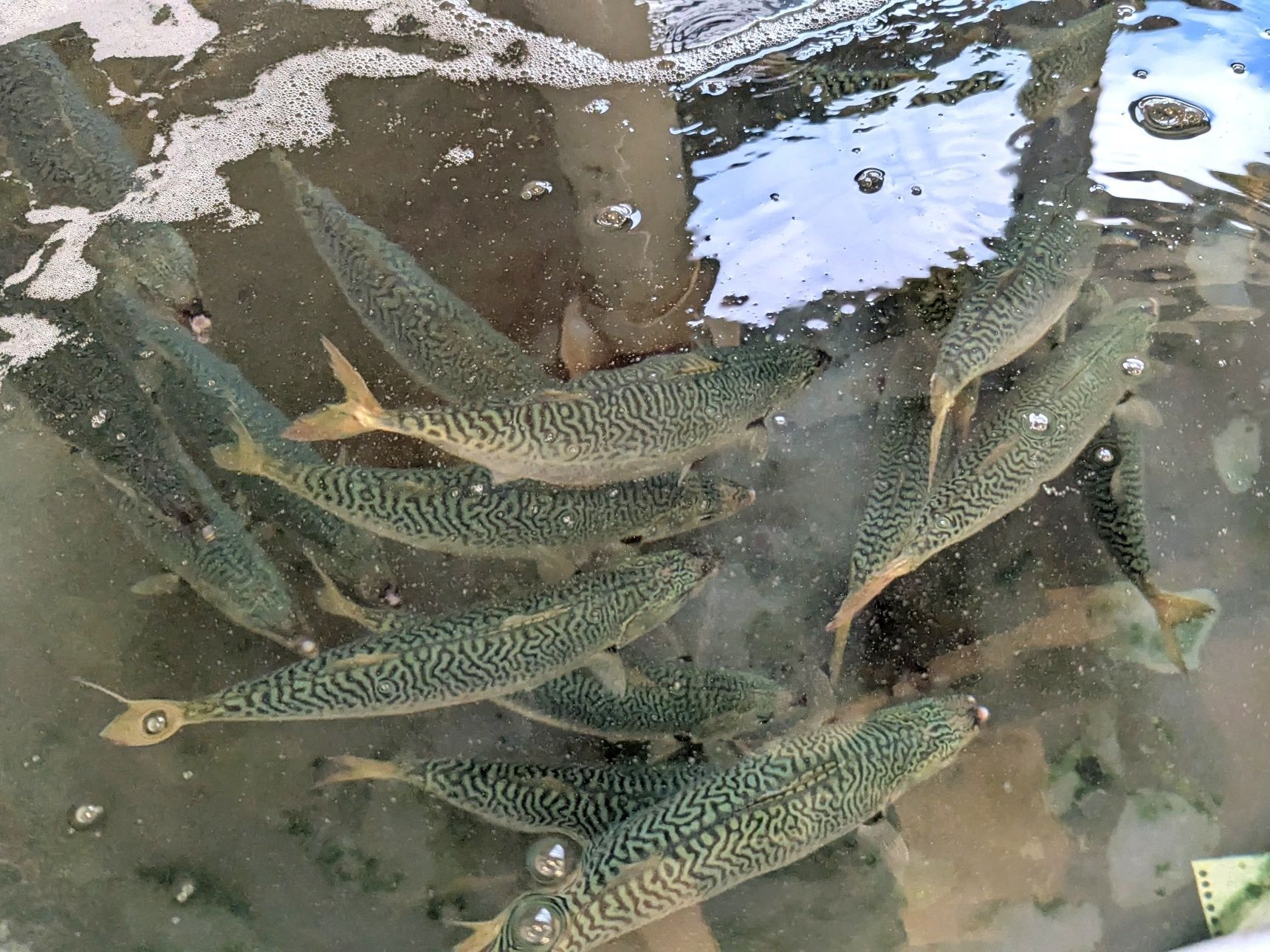 元気に泳ぐ地元のブランド鯖「ぼうぜ鯖」