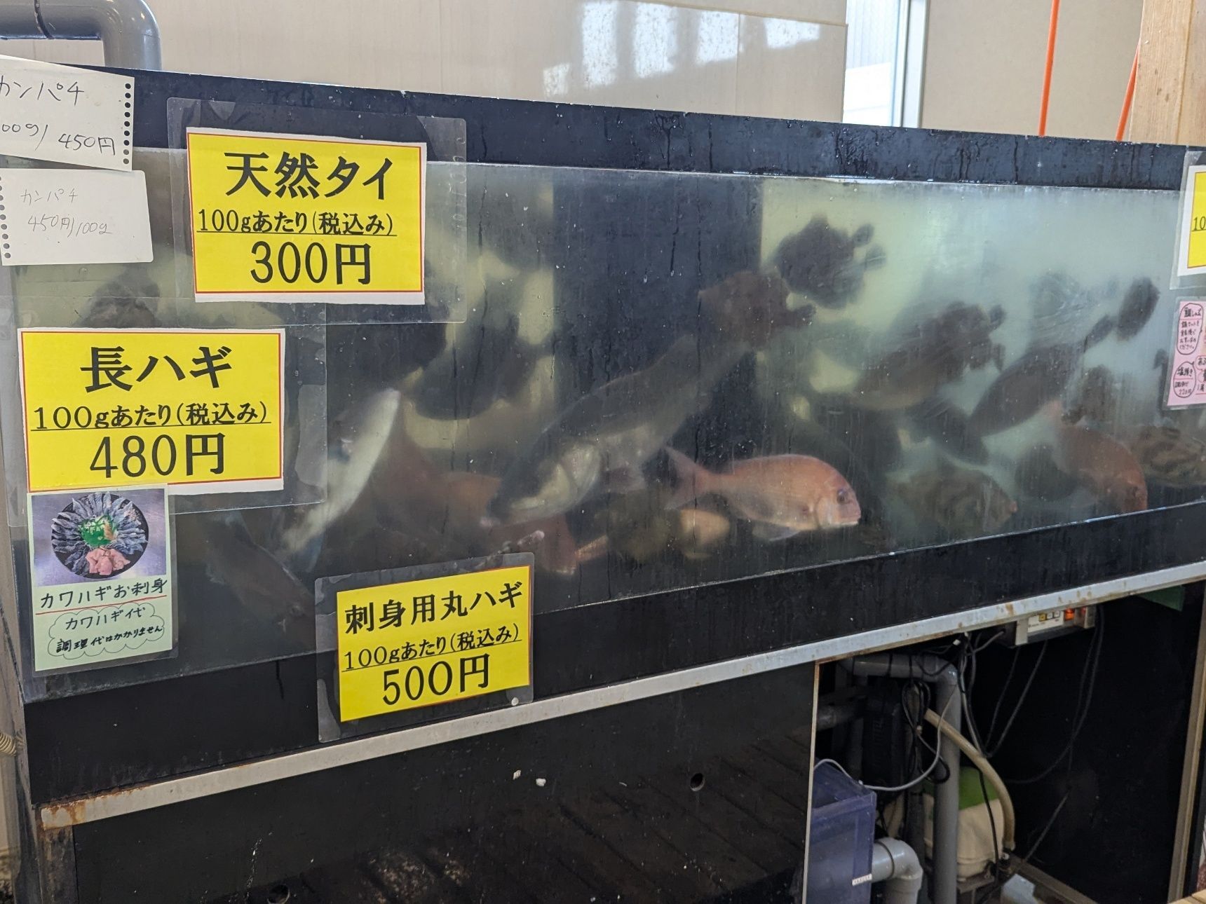 まるで水族館のような活魚の水槽