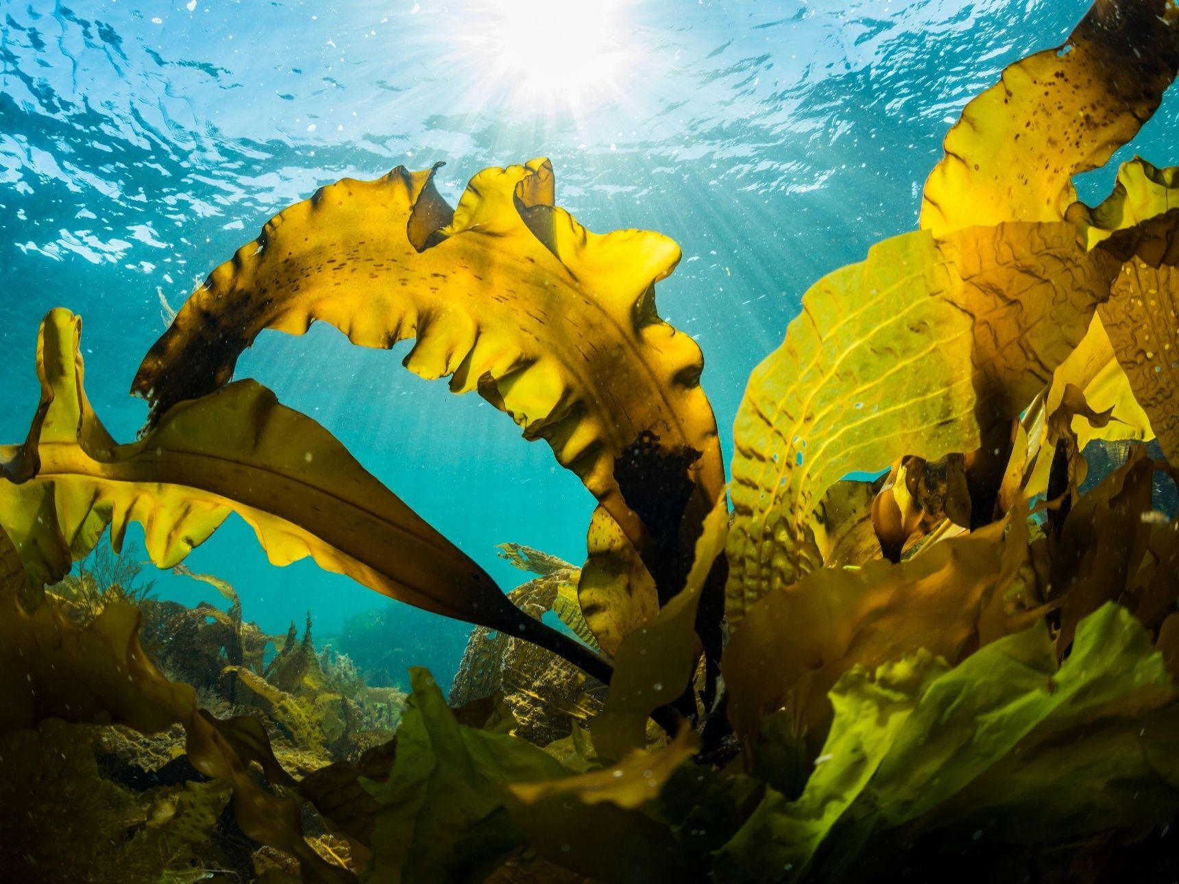 天然魚と昆布のつながり
