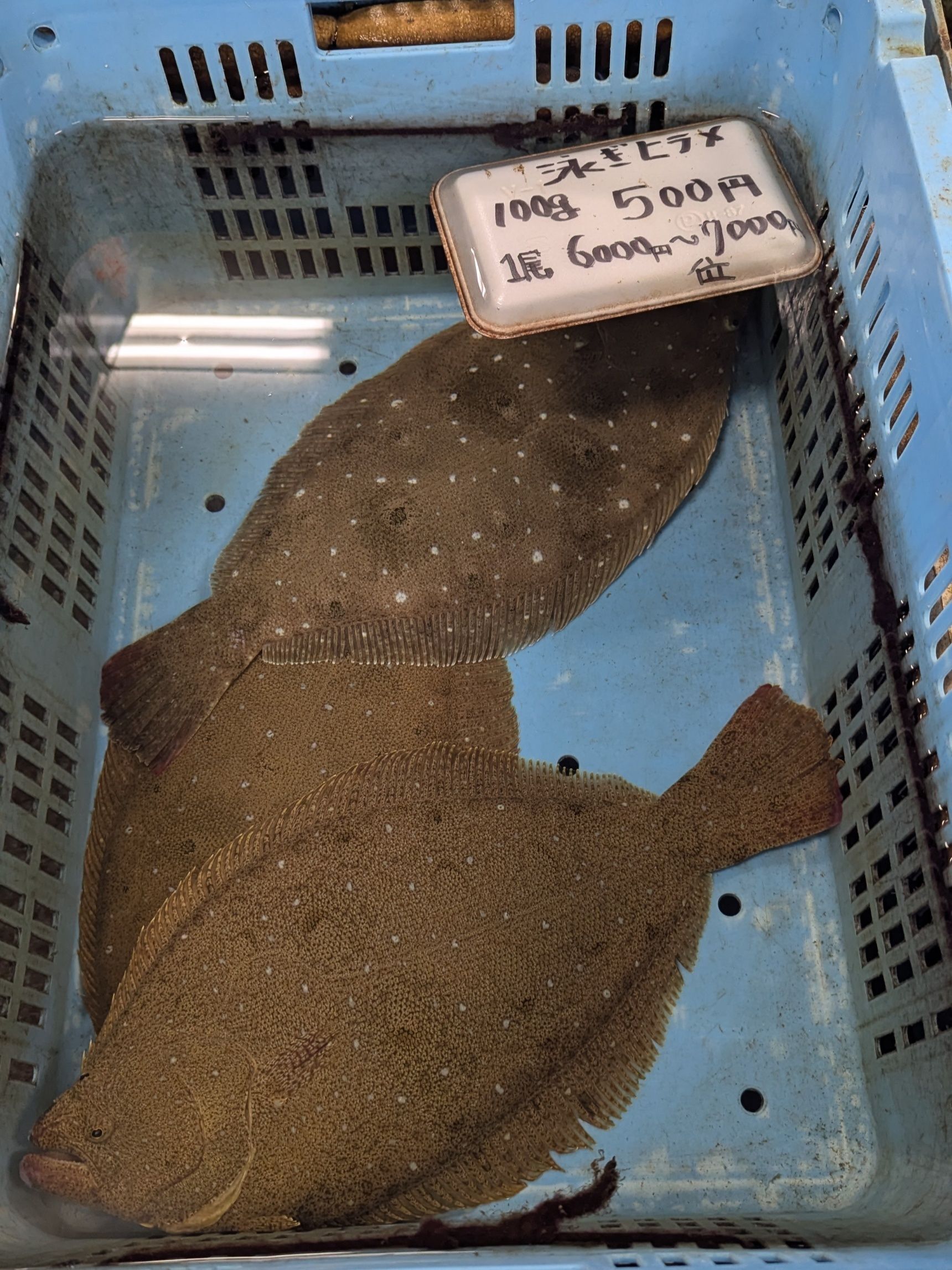 活きの良い新鮮なヒラメ