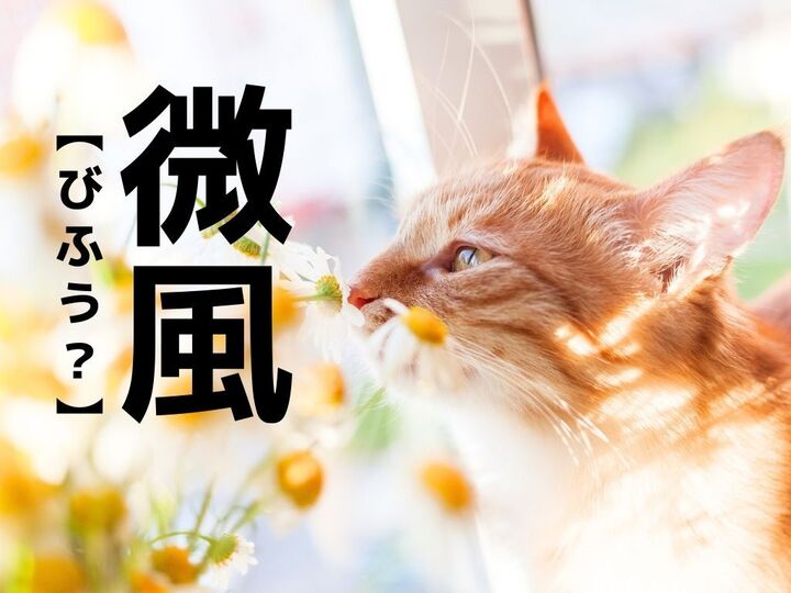 【微風】なんて読む?「びふう」ではなく、別の読み方があるんです!【読めそうで読めない漢字クイズ】
