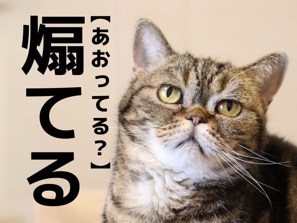 【煽てる】なんて読む？「あおってる…？」ではありませんよ！【読めそうで読めない漢字クイズ】