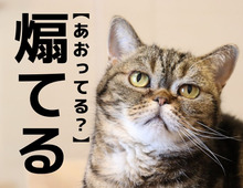 【煽てる】なんて読む？「あおってる…？」ではありませんよ！【読めそうで読めない漢字クイズ】