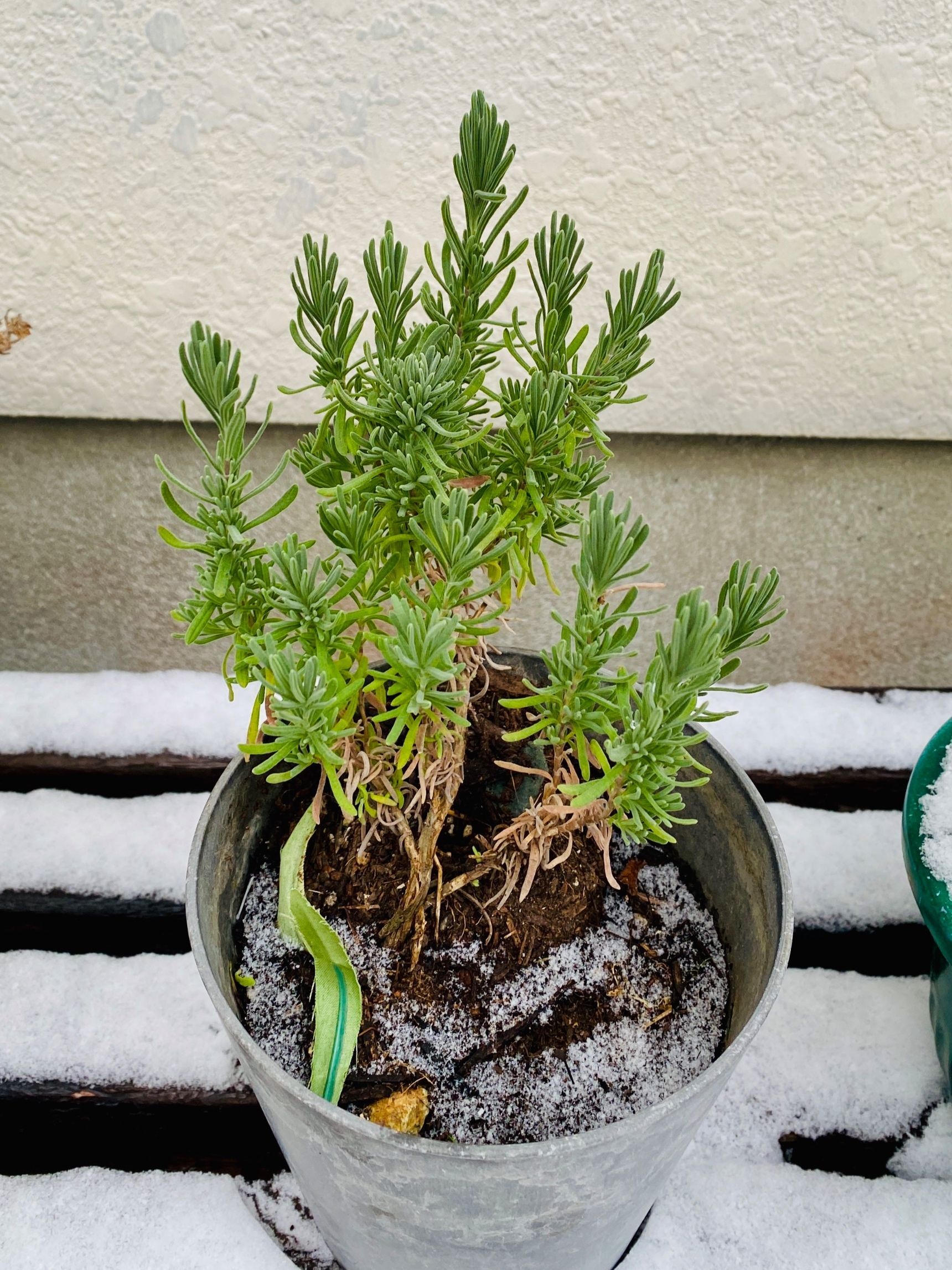 一年中ガーデニングを楽しみたい方におすすめ「冬に強い緑」