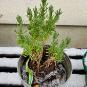 一年中ガーデニングを楽しみたい方におすすめ「冬に強い緑」