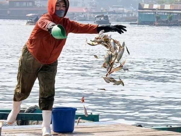 2. 天然魚と養殖魚の違い