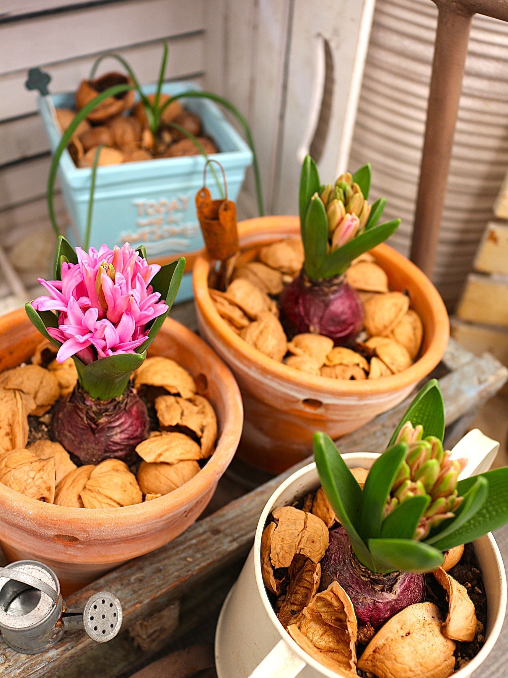 ●食べ終わったクルミの殻は植木鉢に飾りなどにも使っています。