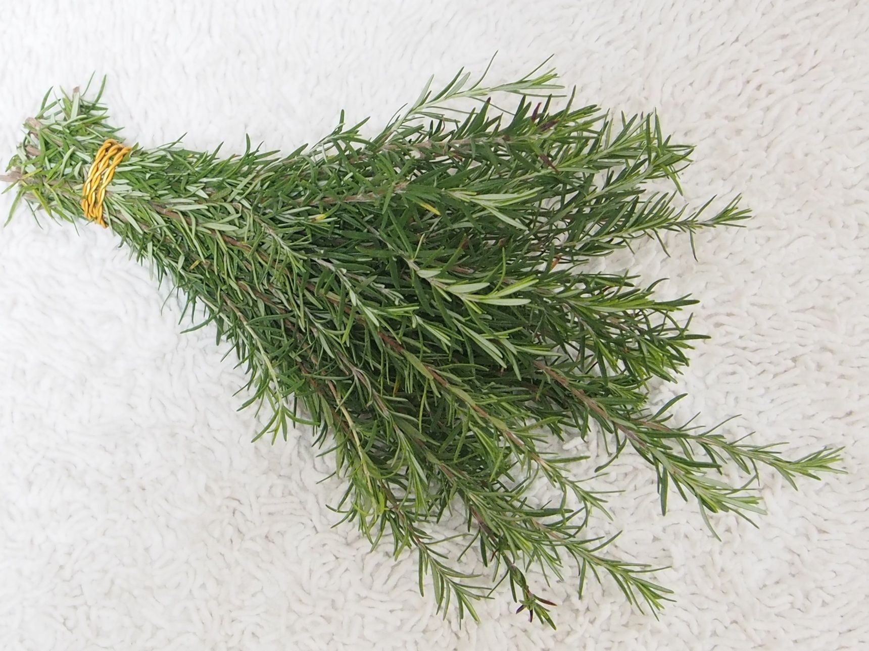 ローズマリーをワイヤーでまとめます