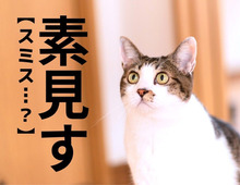 【素見す】なんて読む？「すみす」ではありませんよ！【読めそうで読めない漢字クイズ】