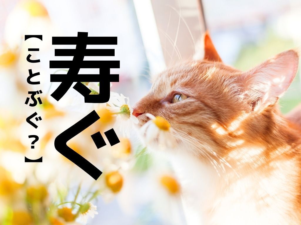 【寿ぐ】なんて読む？「ことぶぐ」でも「じゅぐ」でもありませんよ！【読めそうで読めない漢字クイズ】